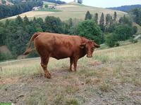 Rind als Mutterkuh zu verkaufen