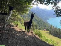Wooly-Lama Hengste