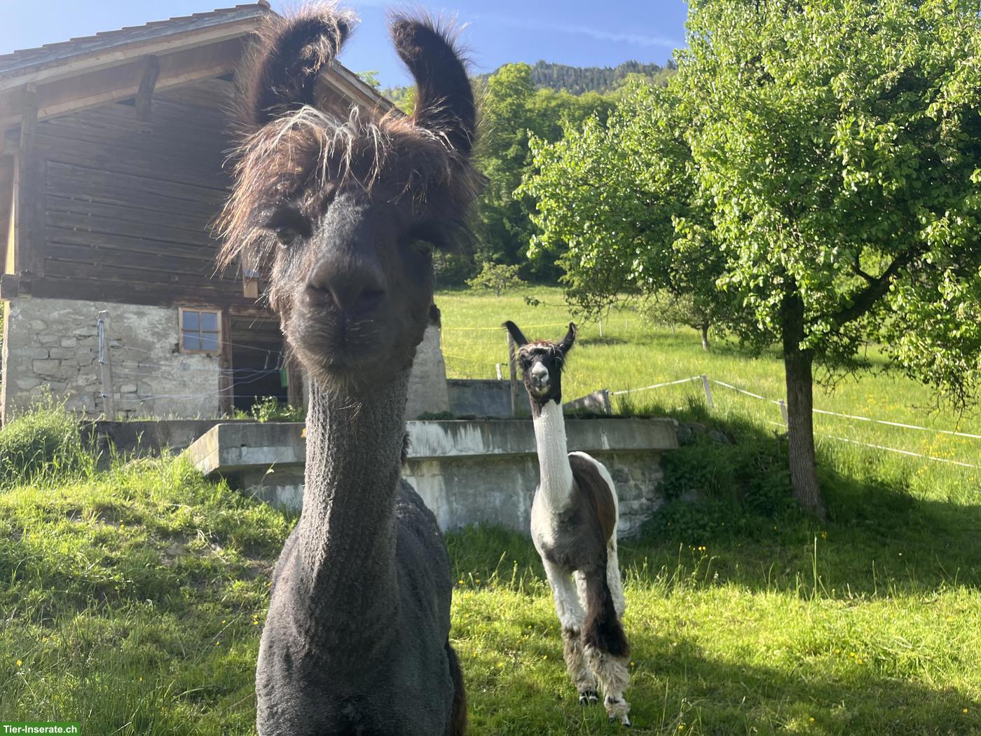 Bild 2: Wooly-Lama Hengste