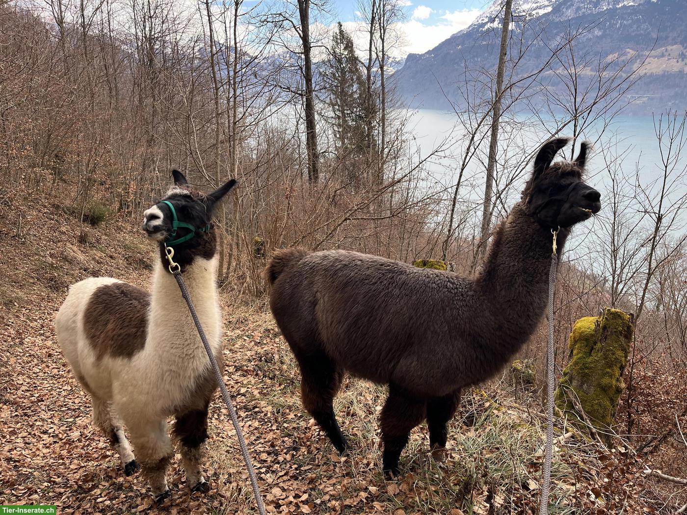 Bild 3: Wooly-Lama Hengste