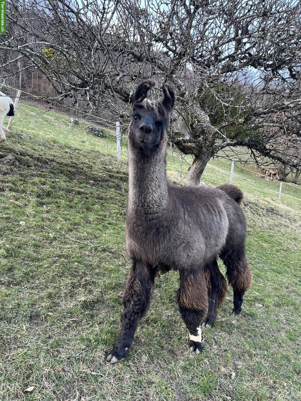 Bild 4: Wooly-Lama Hengste