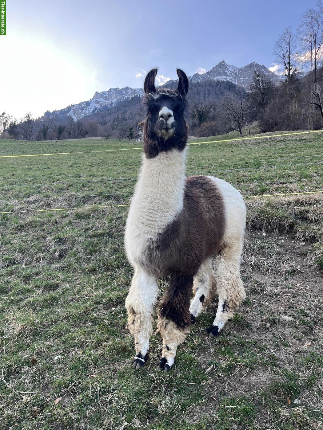 Bild 5: Wooly-Lama Hengste