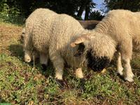 Walliser Schwarznasenschaf Jungbock