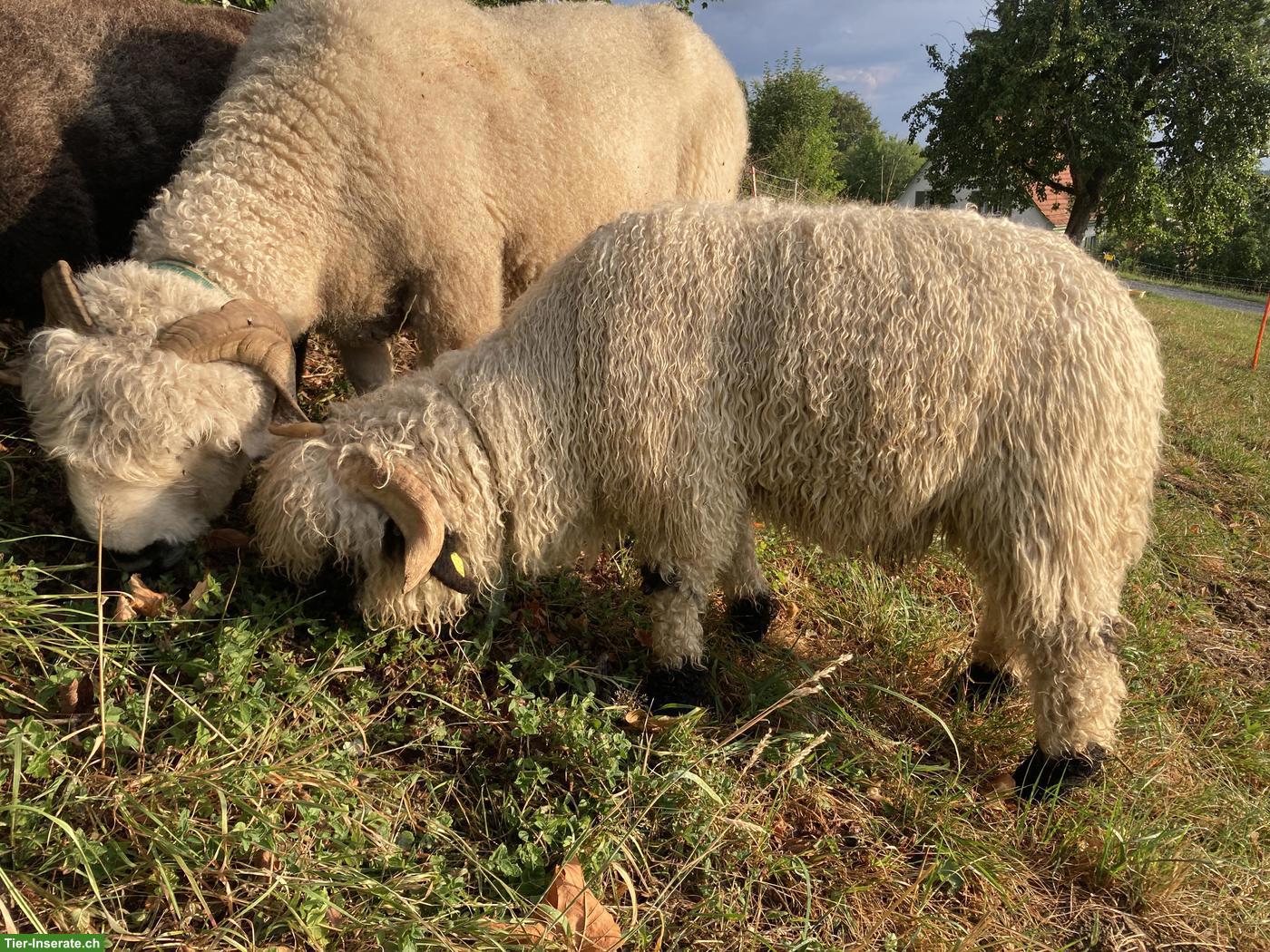 Bild 2: Walliser Schwarznasenschaf Jungbock