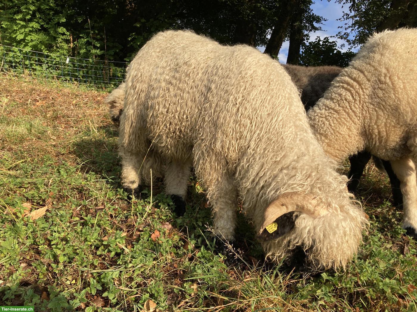 Bild 3: Walliser Schwarznasenschaf Jungbock
