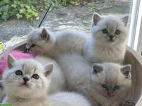 BKH Blue Point Kitten suchen ein liebes Zuhause