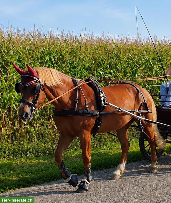 🐴 Komplettes Einspänner-Fahrgeschirr "Import Diplomat", Grösse Cob