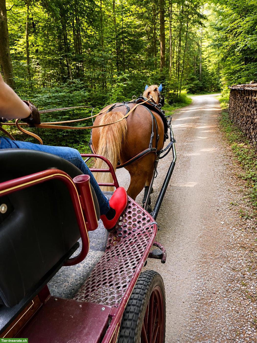 Bild 2: 🐴 Komplettes Einspänner-Fahrgeschirr "Import Diplomat", Grösse Cob
