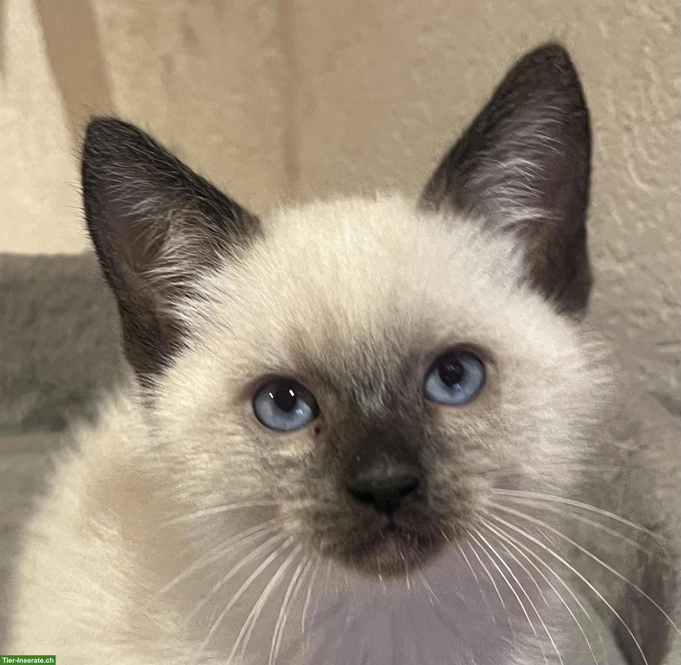 BKH x Ragdoll Kitten zu verkaufen