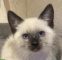 BKH x Ragdoll Kitten zu verkaufen