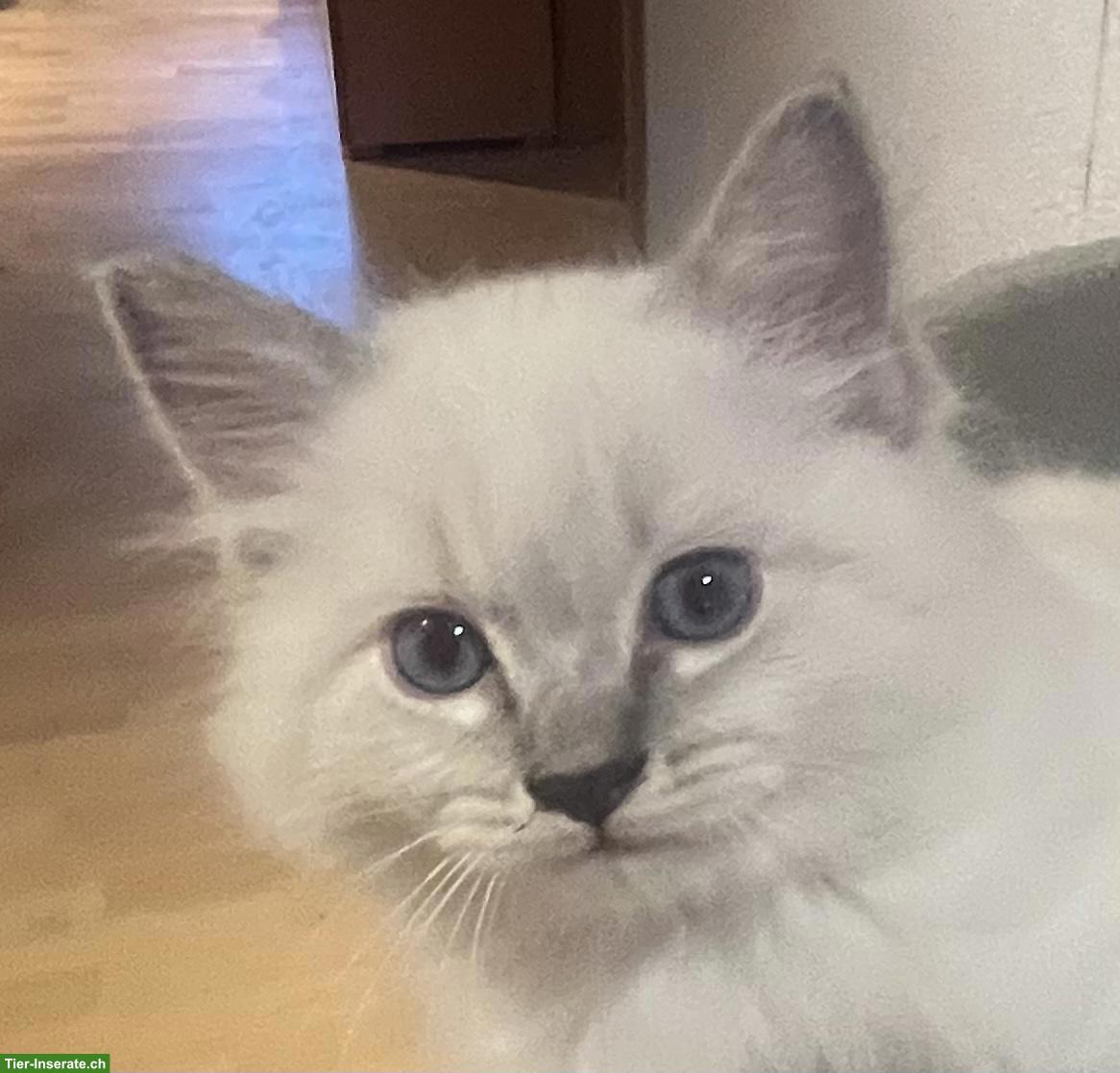 Bild 3: BKH x Ragdoll Kitten zu verkaufen
