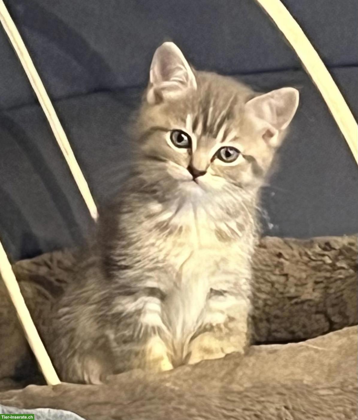 Bild 4: BKH x Ragdoll Kitten zu verkaufen