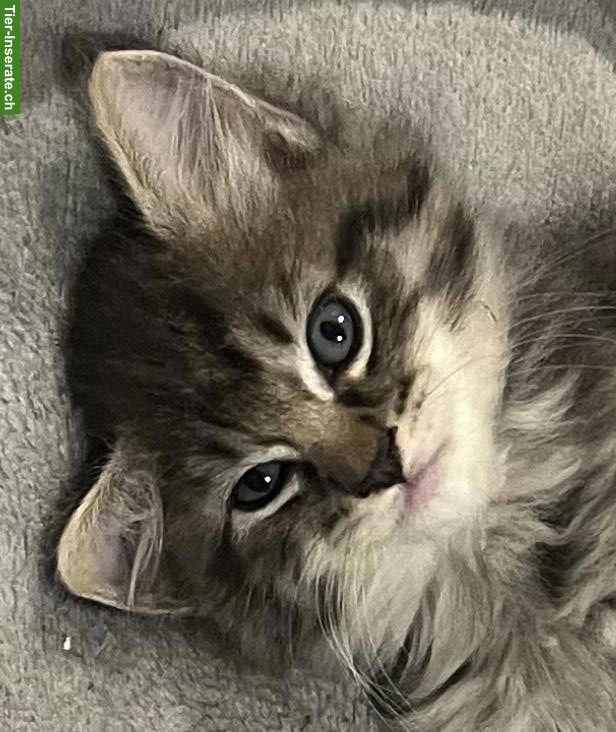 Bild 5: BKH x Ragdoll Kitten zu verkaufen