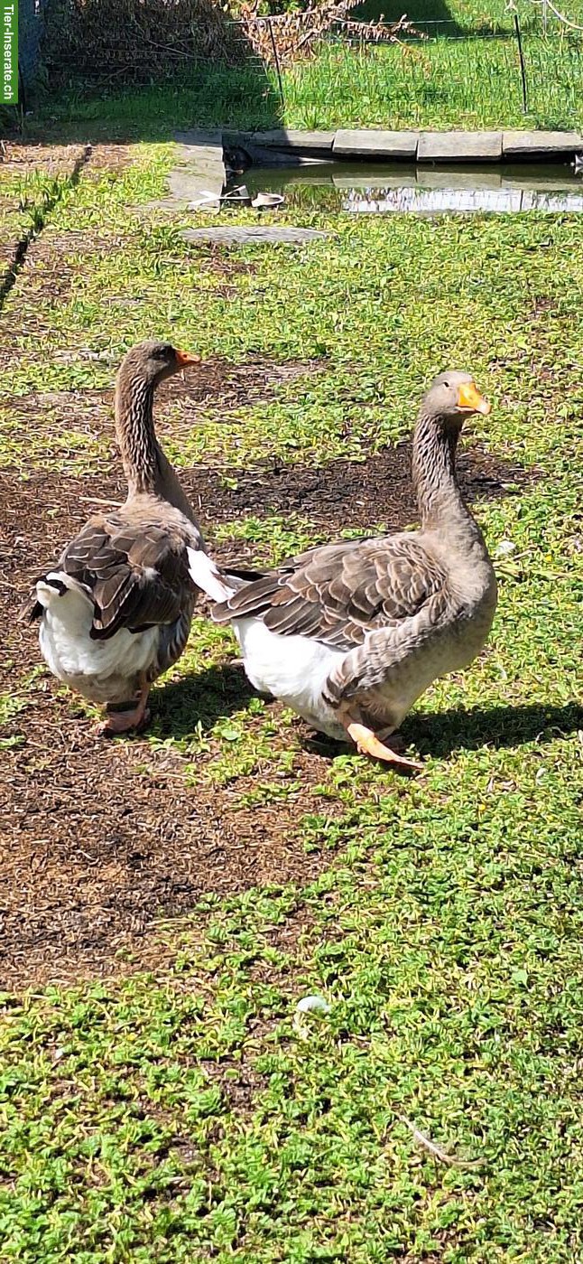 2 alte Toulouser Gänse gratis abzugeben