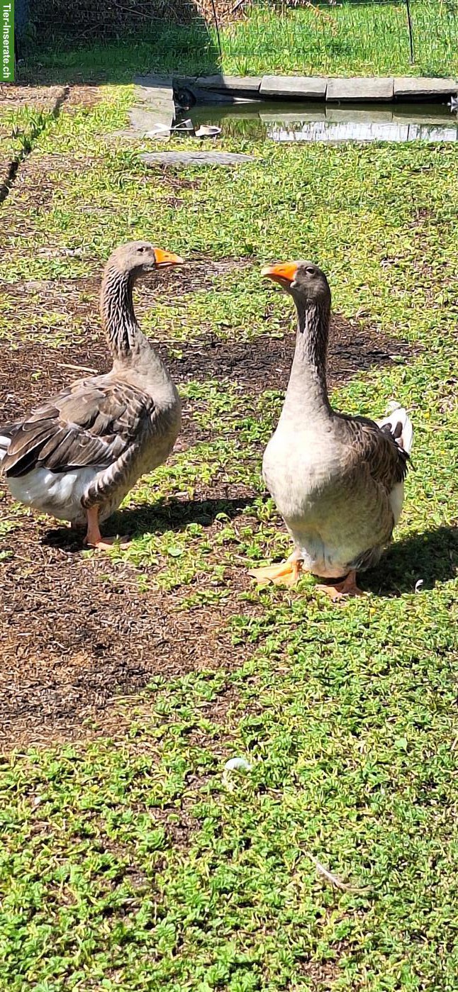 Bild 2: 2 alte Toulouser Gänse gratis abzugeben