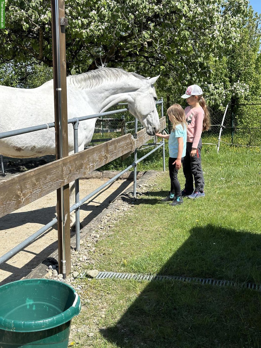 Reitbeteiligung für 12-jähriges Warmblut in Rümlang