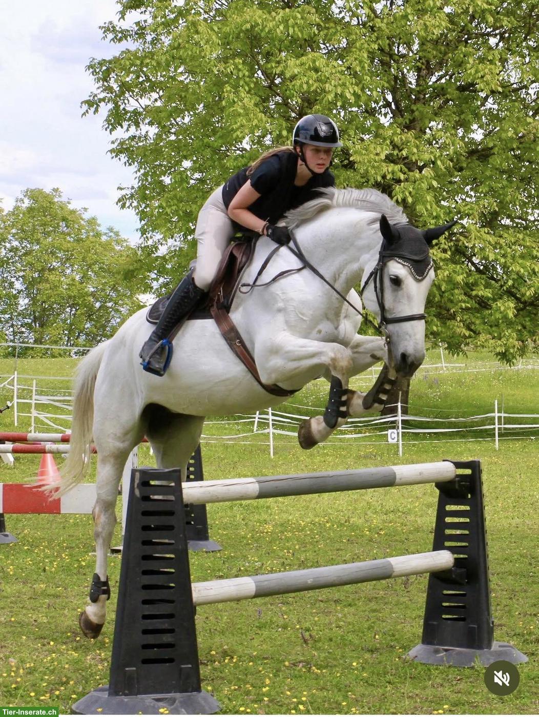 Bild 2: Reitbeteiligung für 12-jähriges Warmblut in Rümlang