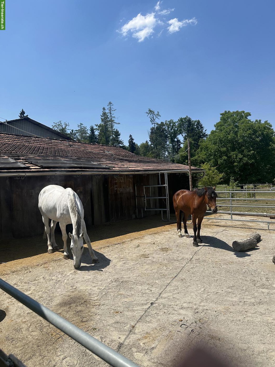 Bild 3: Reitbeteiligung für 12-jähriges Warmblut in Rümlang