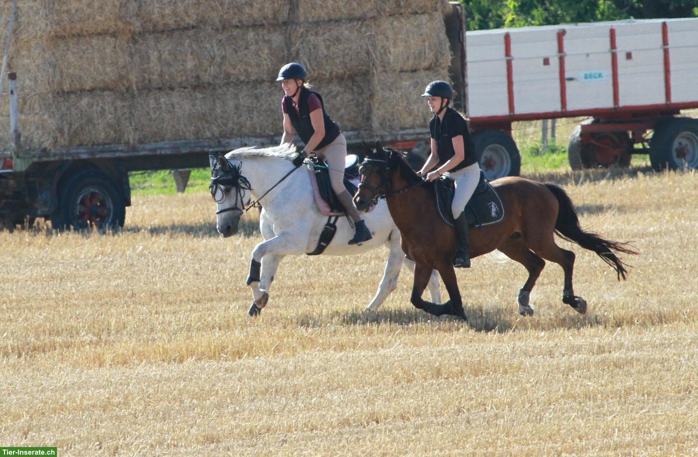 Bild 4: Reitbeteiligung für 12-jähriges Warmblut in Rümlang