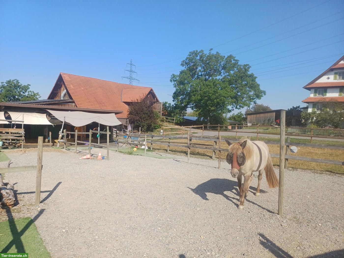 Freier Platz in kleiner Isländergruppe 🐴 Offenstallhaltung, Cham