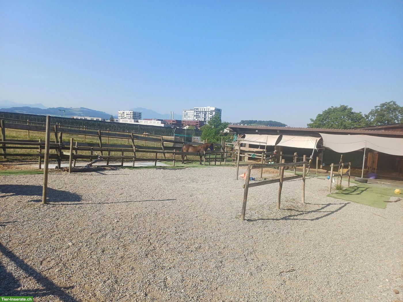 Bild 3: Freier Platz in kleiner Isländergruppe 🐴 Offenstallhaltung, Cham