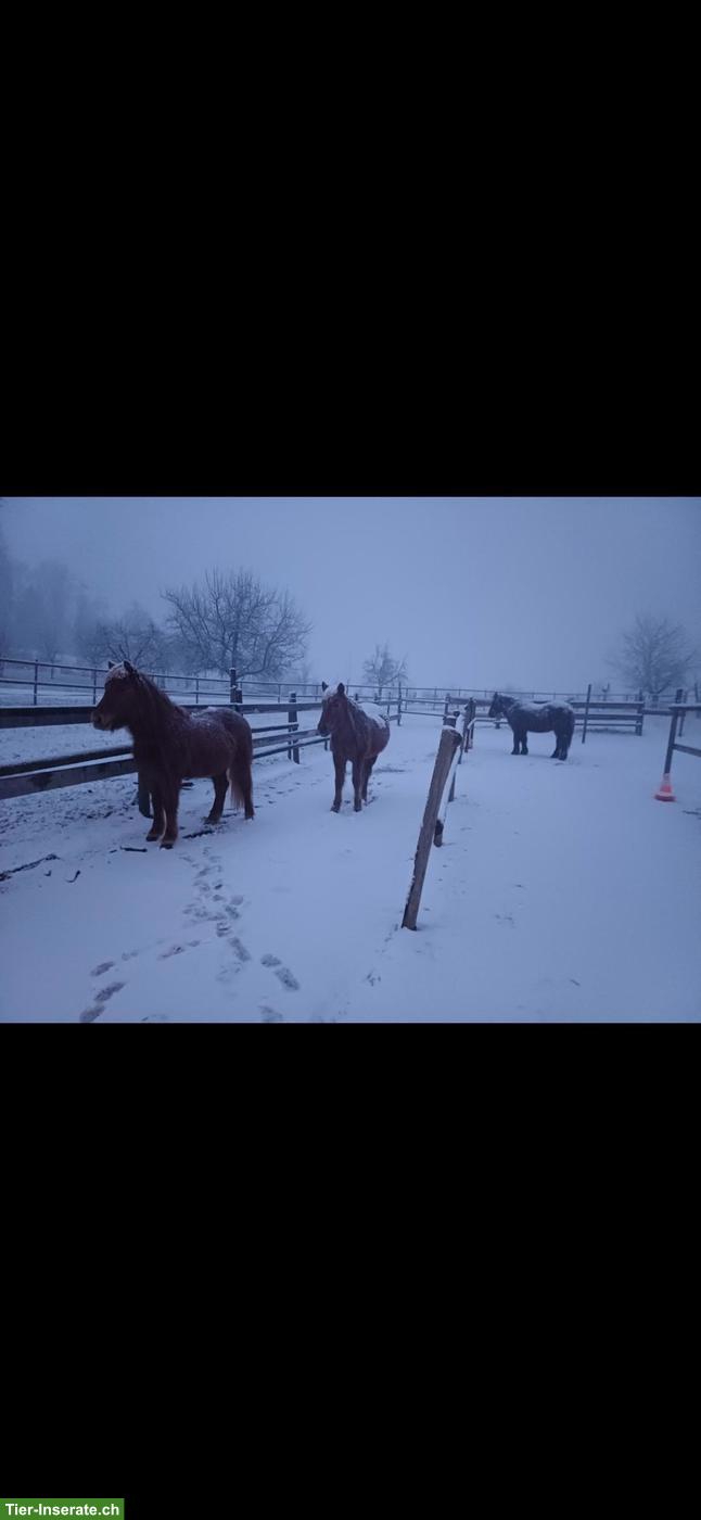 Bild 5: Freier Platz in kleiner Isländergruppe 🐴 Offenstallhaltung, Cham