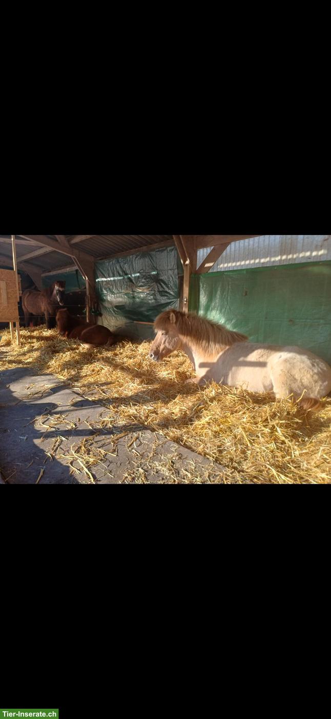 Bild 6: Freier Platz in kleiner Isländergruppe 🐴 Offenstallhaltung, Cham