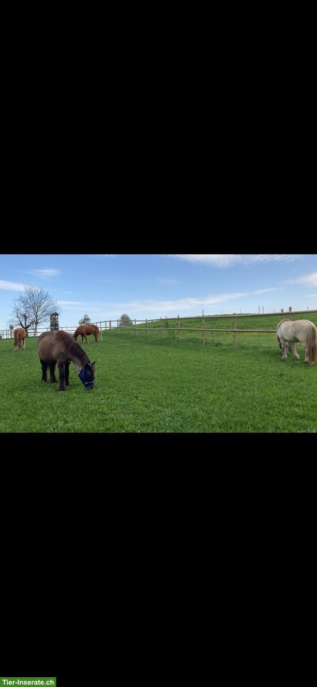 Bild 7: Freier Platz in kleiner Isländergruppe 🐴 Offenstallhaltung, Cham