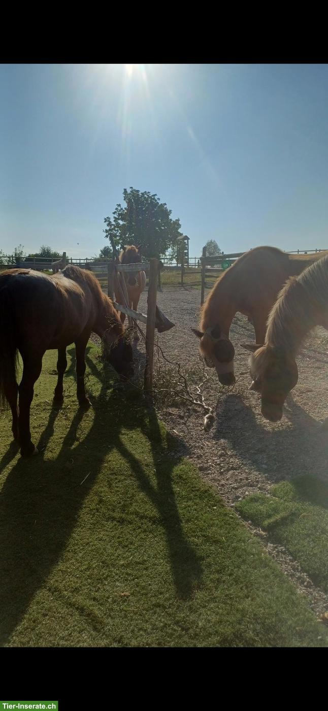 Bild 8: Freier Platz in kleiner Isländergruppe 🐴 Offenstallhaltung, Cham