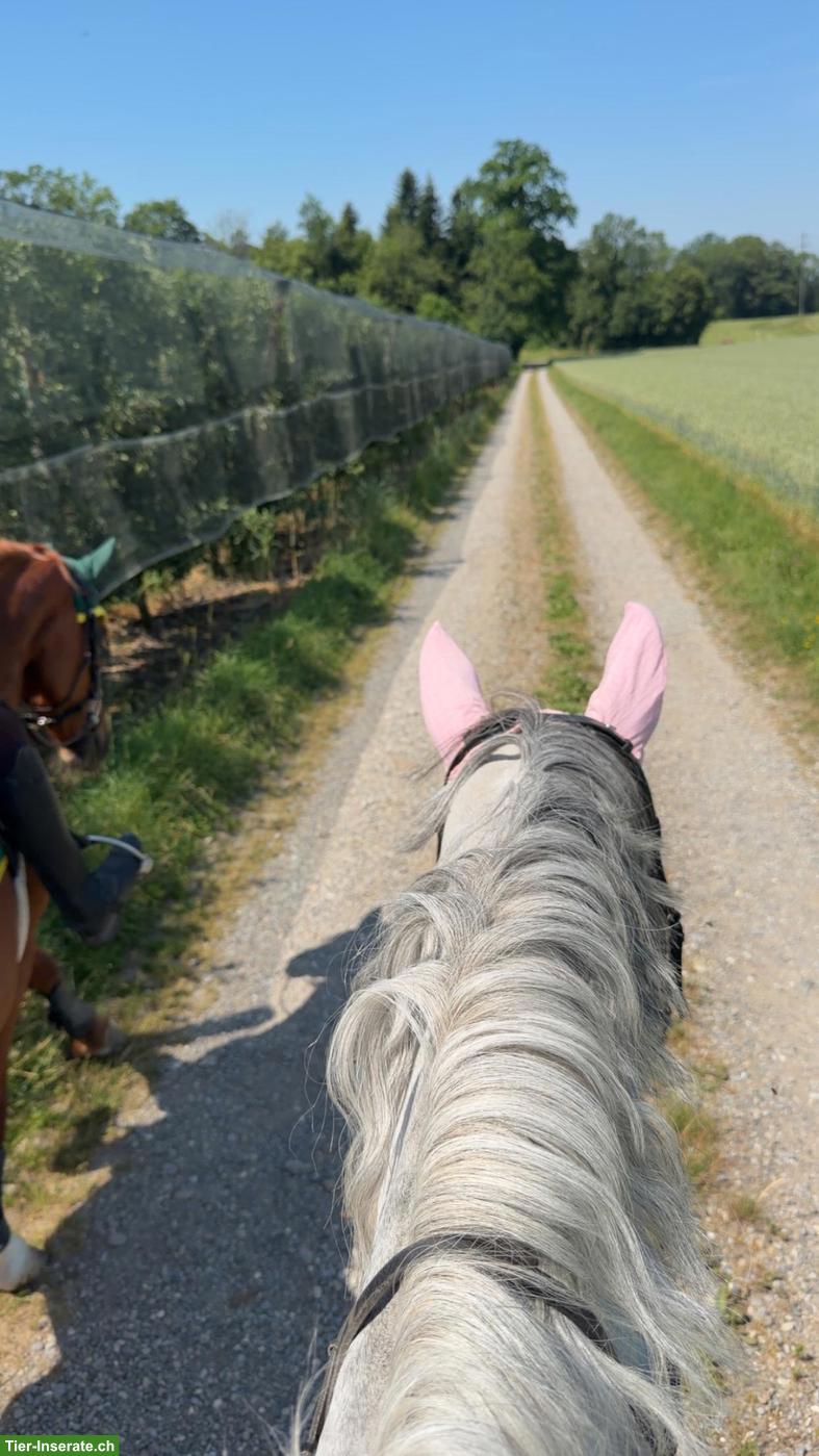 Bild 3: Reitbeteiligung: Projektpferd fördern und reiterlich wachsen