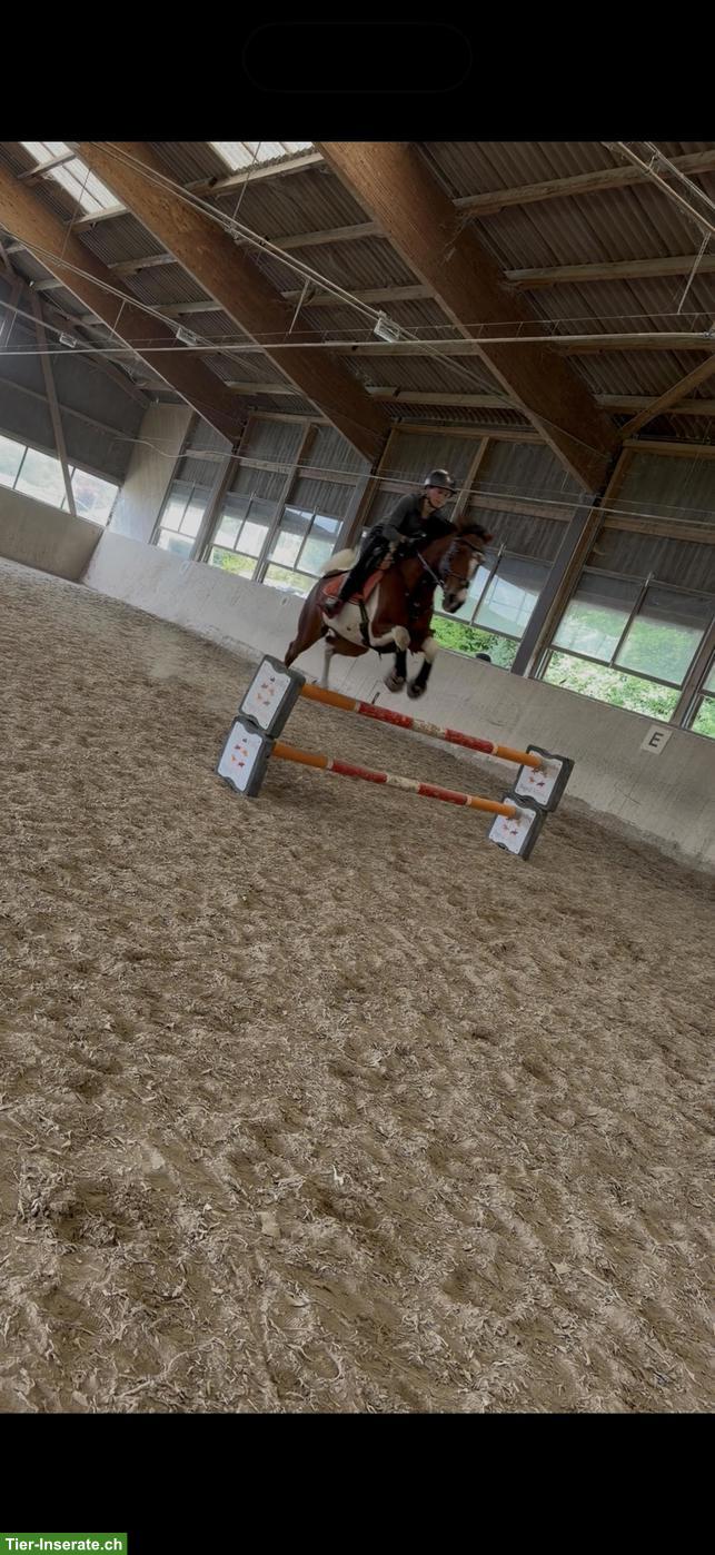 Bild 5: Reitbeteiligung: Projektpferd fördern und reiterlich wachsen
