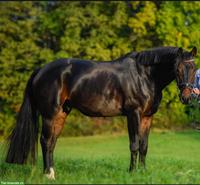 Oldenburger Dressurpferd Flynn sucht Top-Platz