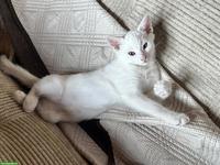 Junger Kater abzugeben