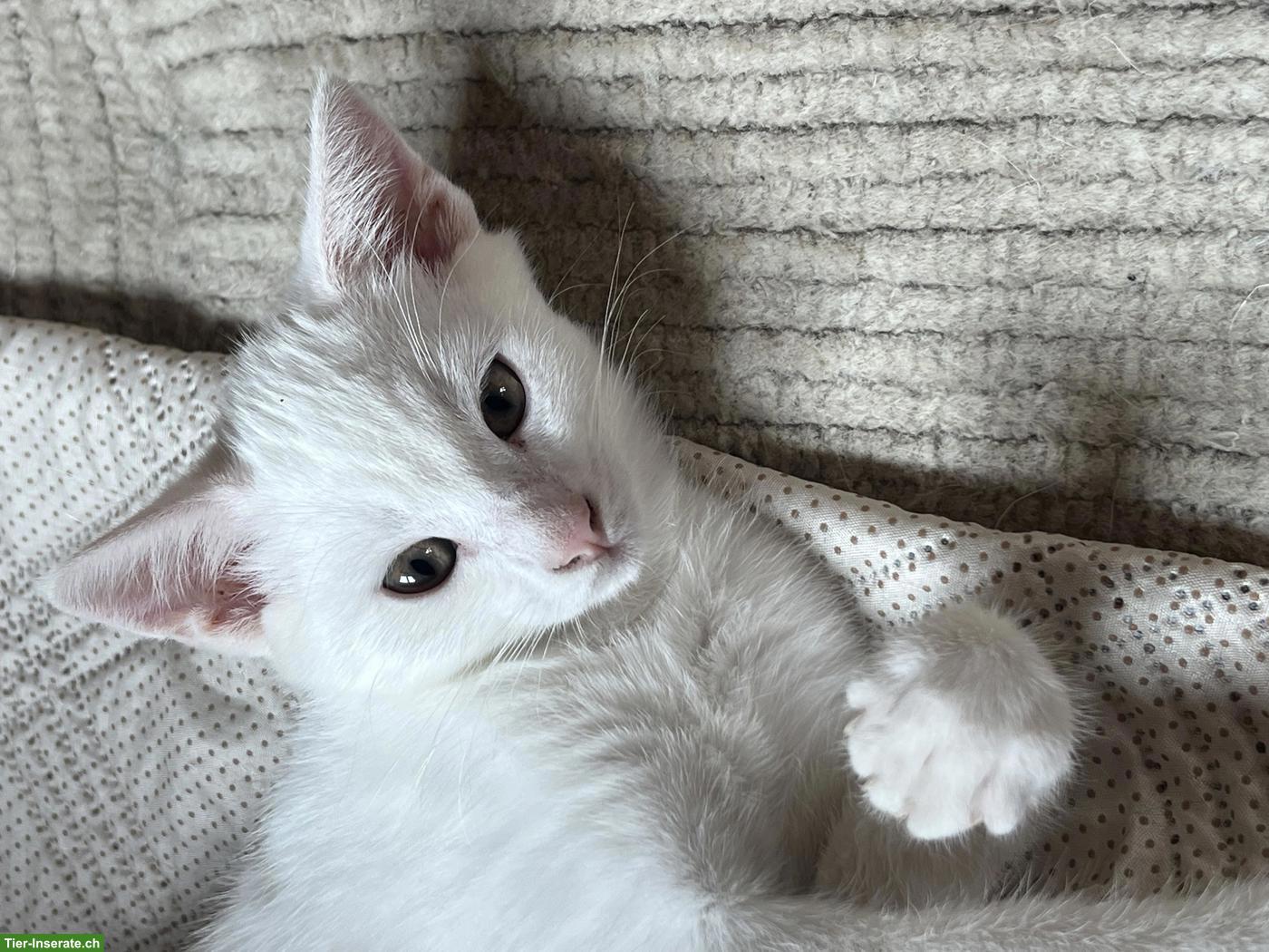 Bild 2: Junger Kater abzugeben