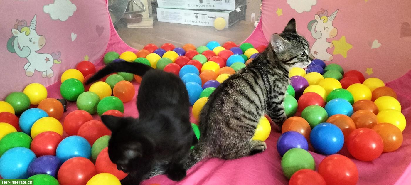 2 ganz liebe und supersüsse Kätzchen