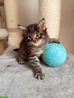 Maine Coon Kitten (Kater) mit FFH Stammbaum