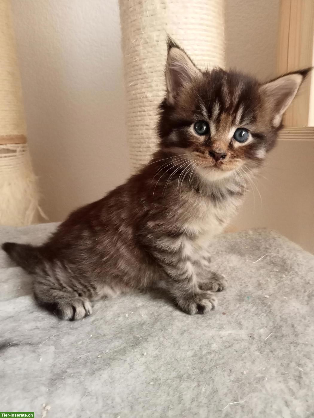 Bild 2: Maine Coon Kitten (Kater) mit FFH Stammbaum