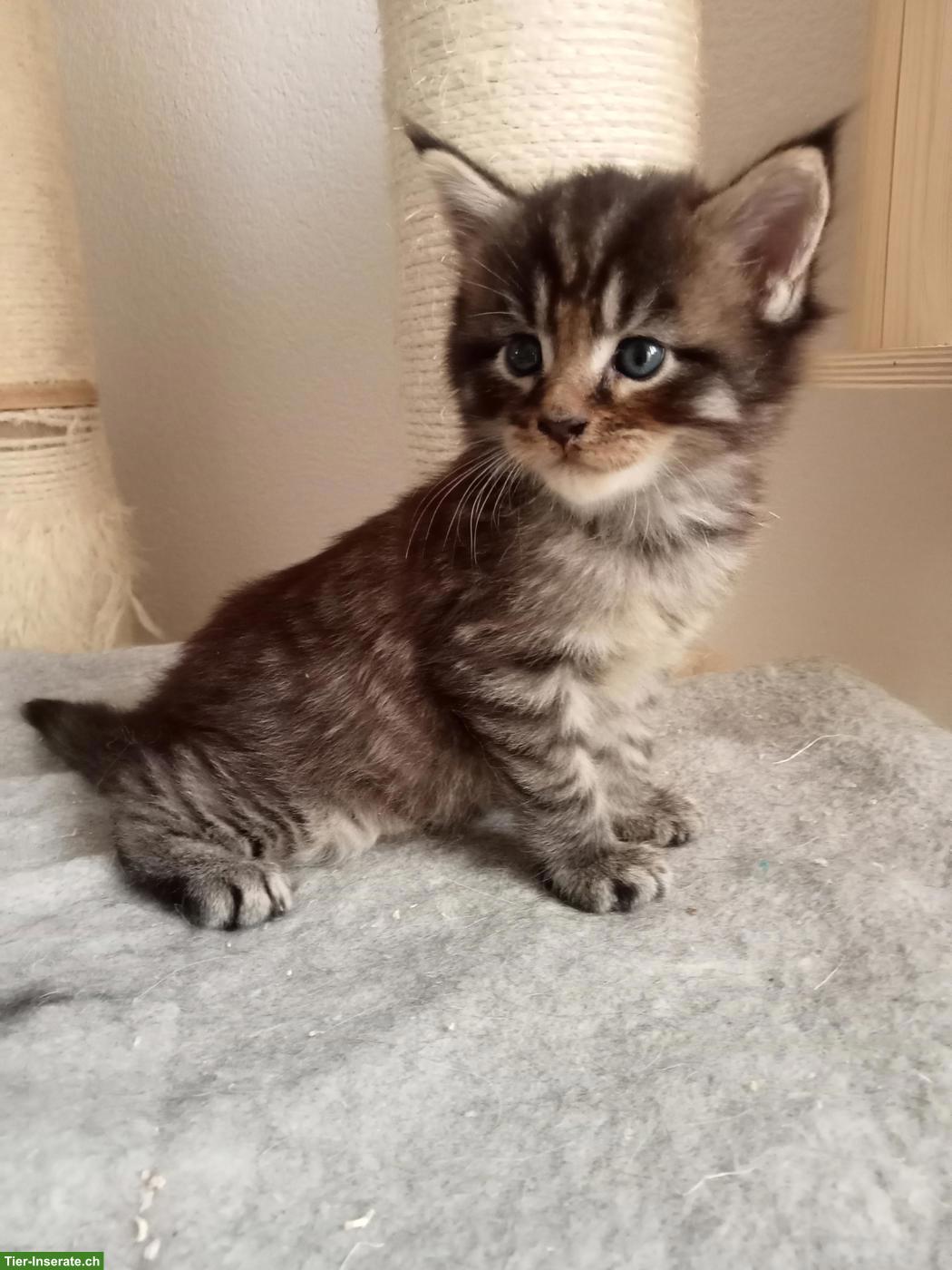 Bild 3: Maine Coon Kitten (Kater) mit FFH Stammbaum