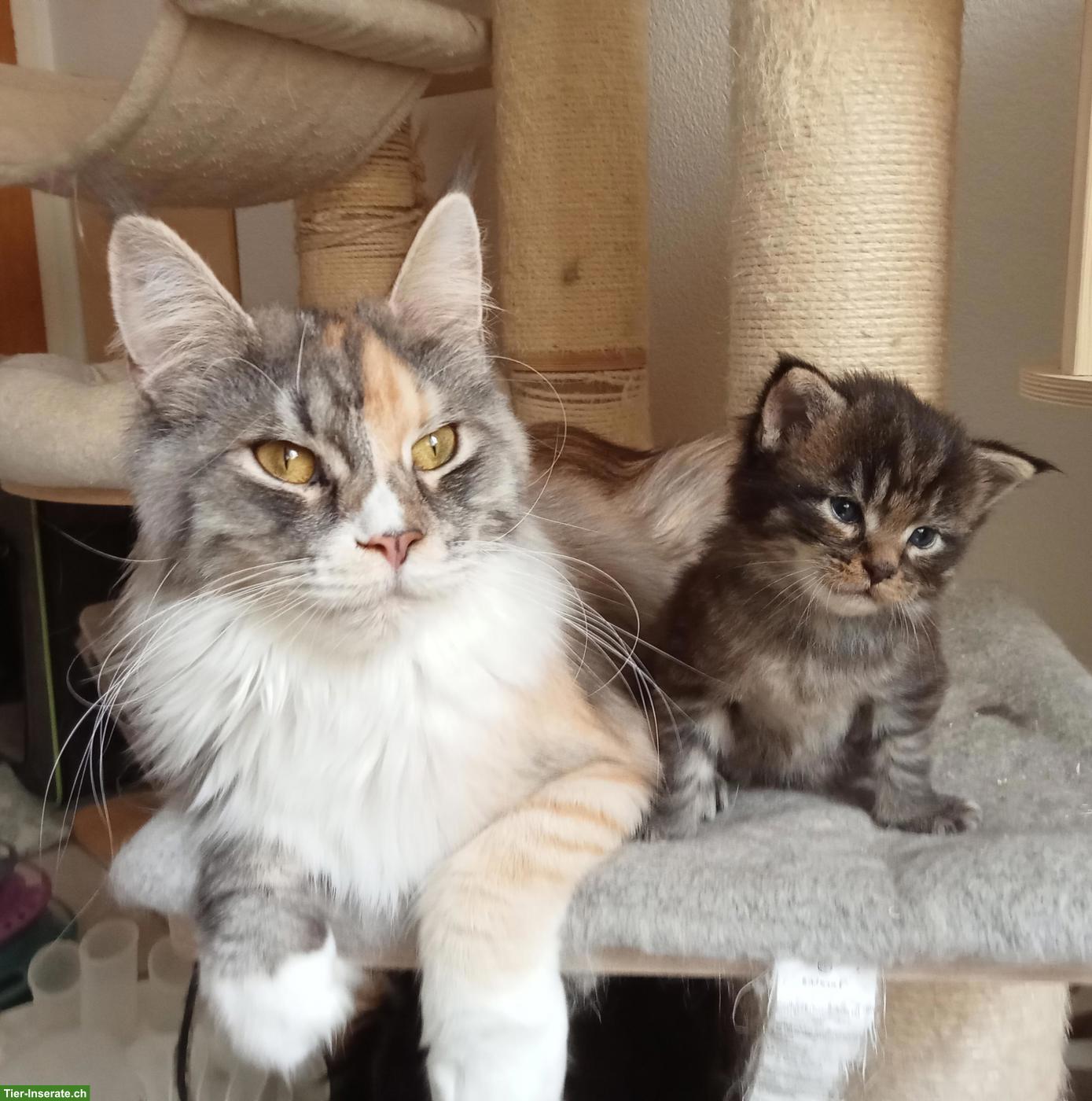 Bild 4: Maine Coon Kitten (Kater) mit FFH Stammbaum