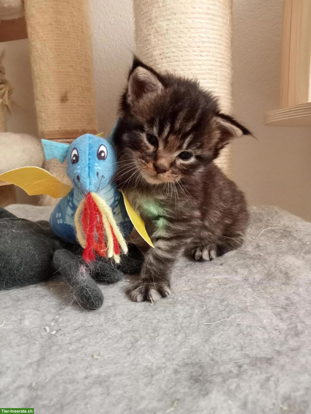 Bild 5: Maine Coon Kitten (Kater) mit FFH Stammbaum
