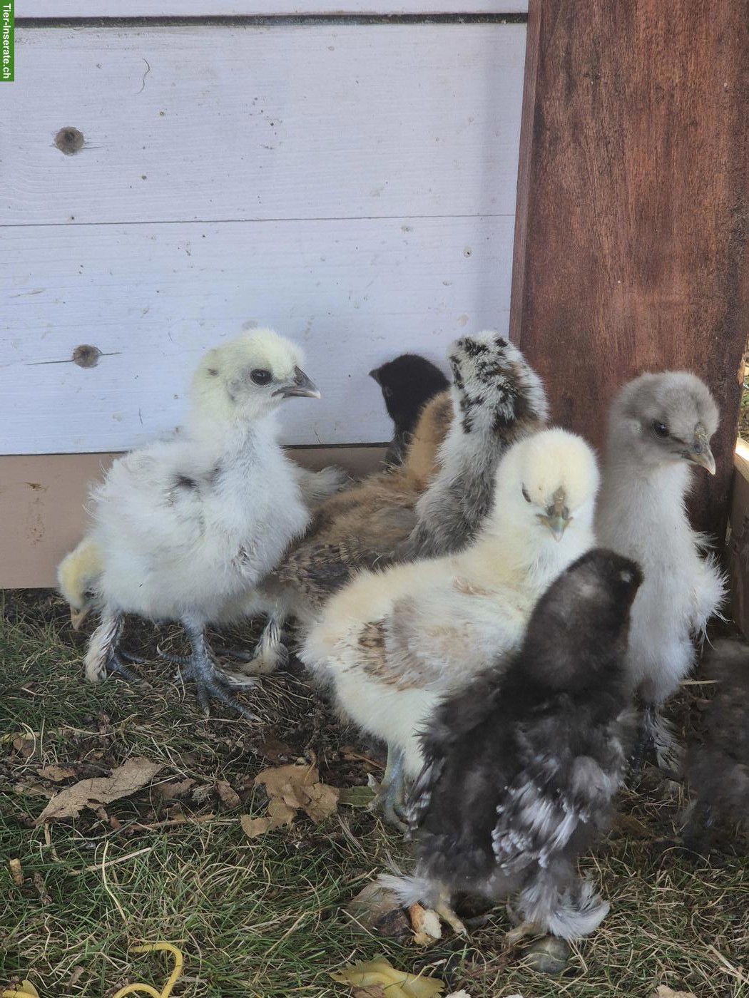 Seidenhuhn Küken zu verkaufen