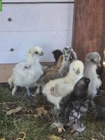 Seidenhuhn Küken zu verkaufen