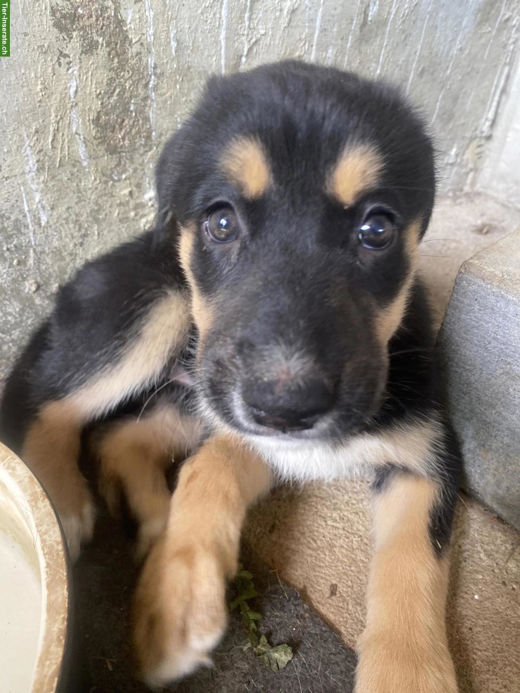 Husky x Sennenhund Mix Welpe, Hündin