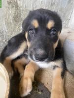 Husky x Sennenhund Mix Welpe, Hündin