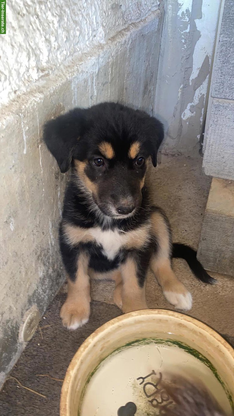 Bild 2: Husky x Sennenhund Mix Welpe, Hündin