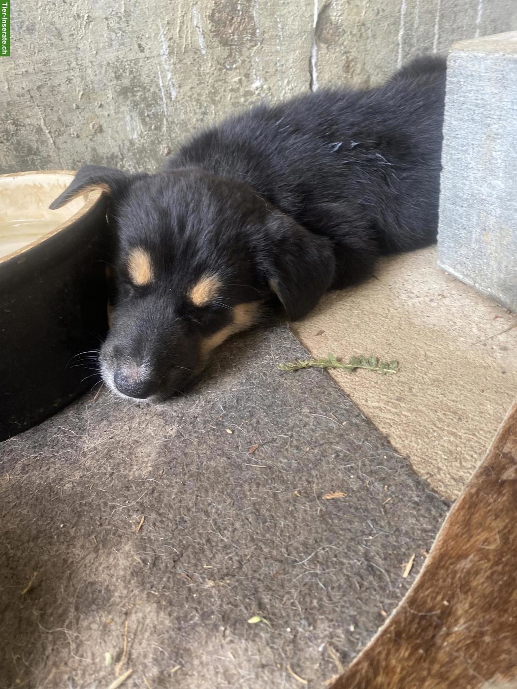 Bild 3: Husky x Sennenhund Mix Welpe, Hündin