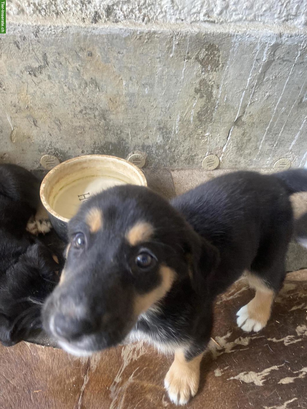 Bild 4: Husky x Sennenhund Mix Welpe, Hündin