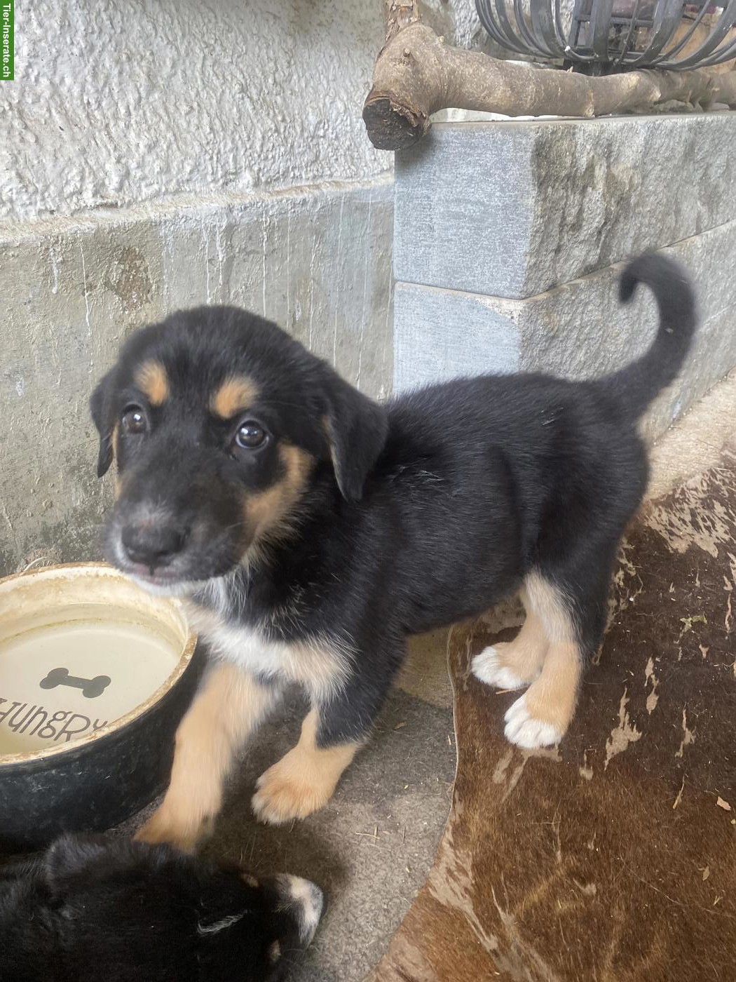 Bild 5: Husky x Sennenhund Mix Welpe, Hündin