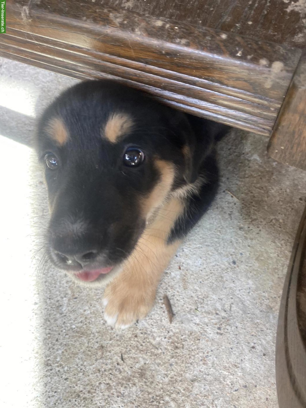 Bild 6: Husky x Sennenhund Mix Welpe, Hündin