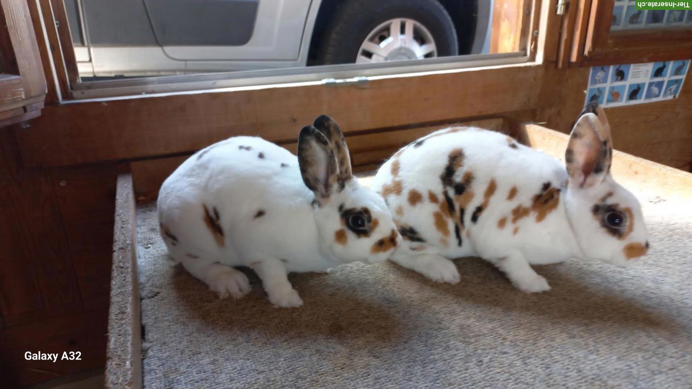 Klein Rex Kaninchen (Mini Rex), Dalmatiner